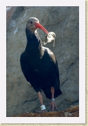 DSC_4135 Ibis * 356 x 534 * (116KB)